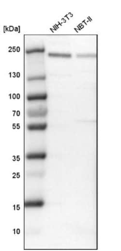 BAF180/PB1 Antibody, Novus Biologicals:Antibodies:Primary Antibodies
